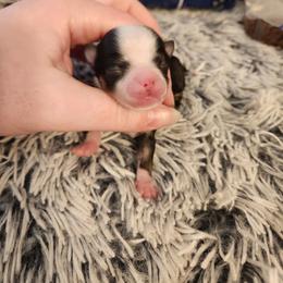 Ridlee - Black and white male Chihuahua puppy in Ashtabula, Ohio from Paw's & Awe's Chihuahuas