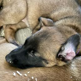Belgian Malinois Puppies from BlueStone
