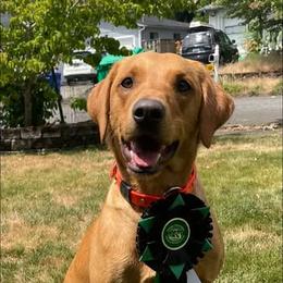 Labrador Retriever All Grown Up from Mo Ghra' Labrador