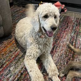 Goldendoodles from Marley’s Dream Doodles