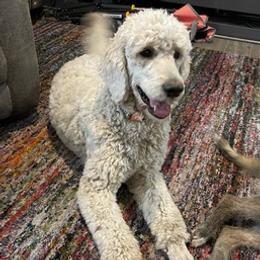 Goldendoodles from Marley’s Dream Doodles