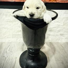 White - Light golden female Golden Retriever puppy in Clovis, California from Puppy Love, Hall's Goldens