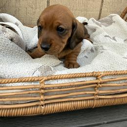 Shorthair red - Sable male Dachshund puppy in Manteca, California from Sweet and Low Dachshunds