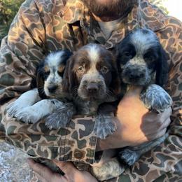 English Springer Spaniel Puppies from Cherokee Springers of NWFL