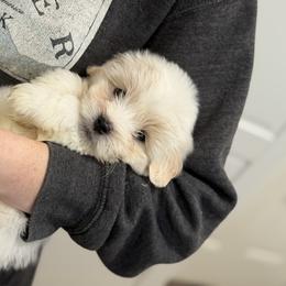 Blanca - White female Coton de Tulear puppy in Warrenton, Virginia from Four Lochs LLC
