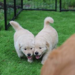 Golden Retriever Puppies from Golden Hour Golden Retrievers