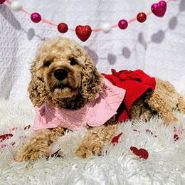 Cavapoo puppies from Curls and Camo Pups