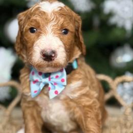 Yarrow- Blue collar male - Red  male Goldendoodle puppy in Yuciapa, California from AlltheDoodlez_