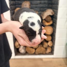 Spider - Black and white male Border Collie puppy in Taylor, Arizona from Vowell Farm Border Collies