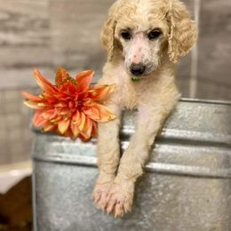 Poodle Puppies from Old Wire Puppies