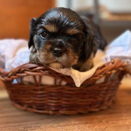 Cavalier King Charles Spaniel and Cavapoo Puppies from Cavaliers of Windsor