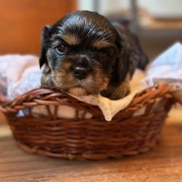 Cavalier King Charles Spaniel and Cavapoo Puppies from Cavaliers of Windsor