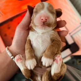 Lizzie - Red female Australian Labradoodle puppy in Summerfield, North Carolina from Four Oaks Labradoodles