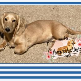 Dachshund Puppies from Haven Ridge Doxies