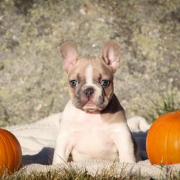Purple girl - Fawn and white female French Bulldog puppy in New Hampton, New Hampshire from Kismet French Bulldogs