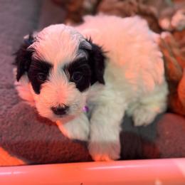 Panda - Brown and white female Bernedoodle puppy in Gainesville, Florida from Alyssa Xxweetdoodles