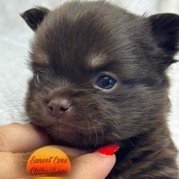 Chihuahua Puppies from Sunset Eves Chihuahuas