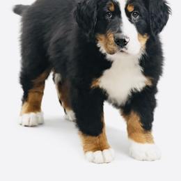 Jasmine - Black rust and white female Bernese Mountain Dog puppy in Atkinson, Nebraska from Iron Heart Berners