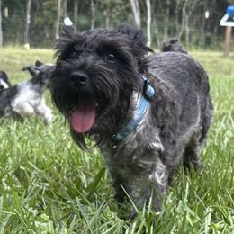 Quinn - Miniature Schnauzer