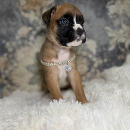 Duchess Rose - Fawn female Boxer puppy in Russellville, Missouri from Soaring Royalty Canines LLC