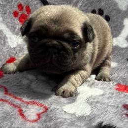 Cadbury - Fawn male Pug puppy in Ludowici, Georgia from Royal Destiny Kennels