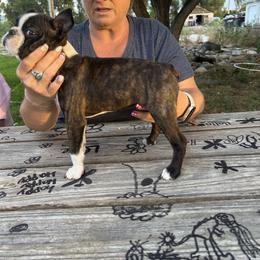 Girl 1 - Black brindle and white female Boston Terrier puppy in Ririe, Idaho from Blue Chick's Farm