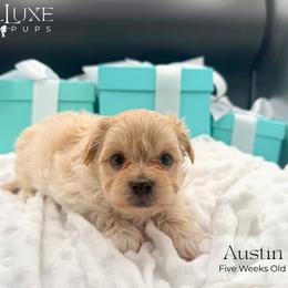 Austin - Tan male Morkie puppy in Scottsdale, Arizona from Lil Luxe Pups