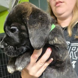 Green Collar Male - Black brindle male Cane Corso puppy in Lewistown, Montana from Corsi Amore Kennels