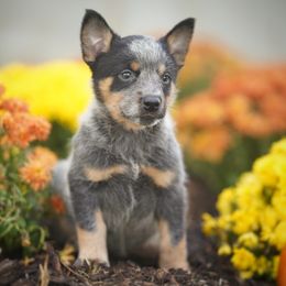 Australian Cattle Dog and Collie Puppies from Blackberry Hills