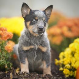Australian Cattle Dog and Collie Puppies from Blackberry Hills
