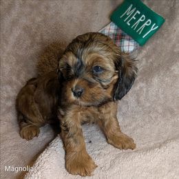 Magnolia - Sable female Cockapoo puppy in Sunset, Louisiana from Cano Cockapoos
