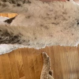 Labradoodles and Poodles from Morrell Town Standards and Doodles