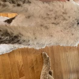 Labradoodles and Poodles from Morrell Town Standards and Doodles