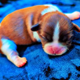 Shih Tzu Puppies from Gig Harbor Shih Tzu's