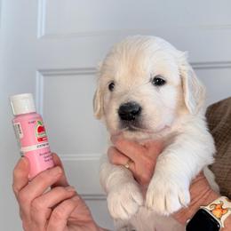 Girl 1 Pink - Light golden female Golden Retriever puppy in Mc Minnville, Tennessee from Wishaw Whisky Golden Retrievers