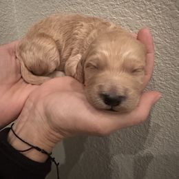 Goldendoodle Puppies from Summer Golden Doodles