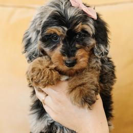 Female Mini Multigenerational Bernedoodle 'Bonnie' No Collar - Merle female Bernedoodle puppy in Kamas, Utah from A + E Farms