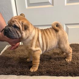 Puppy 4 - Red fawn female Chinese Shar-Pei puppy in Cave Creek, Arizona from Center Stage Shar-pei