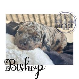 Bishop - Merle female Bernedoodle puppy in Belleville, Michigan from Moose Tracks Bernedoodles
