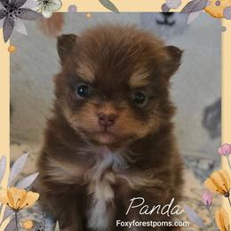 Panda - Chocolate female Pomeranian puppy in Eatonville, Washington from Foxy Forest Poms
