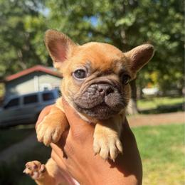 Izzy - Fawn female French Bulldog puppy in Houston, Virginia from Carter’s Kennel