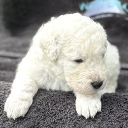 Boy 2 - male Kuvasz puppy in Wimauma, Florida from Whiterock