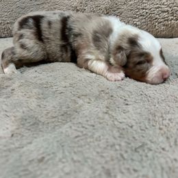 Superman - Red merle male Australian Shepherd puppy in Terryville, Connecticut from Spirited Aussies