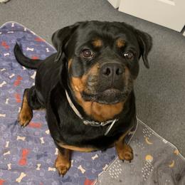 Hazer - Rottweiler