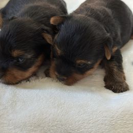 Boy 1 - Black and tan male Yorkshire Terrier puppy in Livermore, California from Ruben & Tatiana’s Yorkshire Terriers