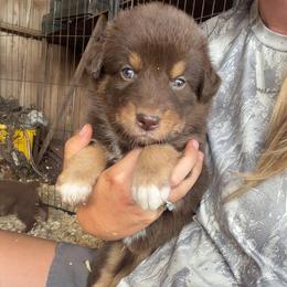 Chewy - Red tri-color male Australian Shepherd puppy in Frostproof, Florida from Central Florida Australian Shepherds