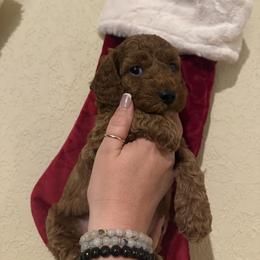 AKC Boy 4 Mini - Red  male Poodle puppy in Southwest Ranches, Florida from Herringbone ‘s Poodles