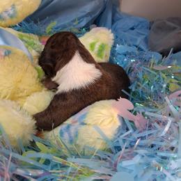 Boy 2 - Brindle male Boxer puppy in Pikeville, Kentucky from Boxers of Whispered Wishes