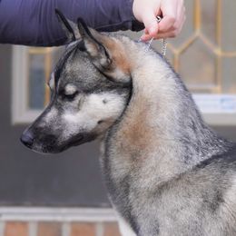 Siberian Huskies from Winters Run Siberians