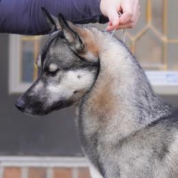 Siberian Huskies from Winters Run Siberians